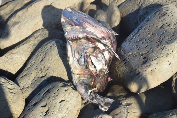 ডিম পাড়তে এসে জীবন দিতে হচ্ছে কচ্ছপদের