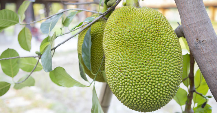 গরমে কাঁঠাল খাওয়ার আগে যা জানা জরুরি
