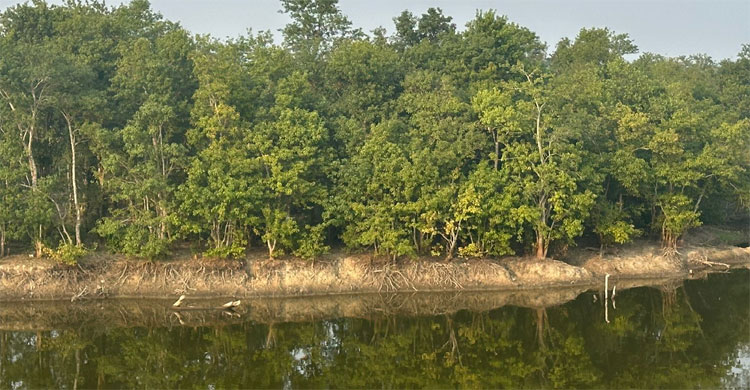 বন উজাড় করে অর্থনৈতিক অঞ্চল, হরিণ কমেছে ৮০ শতাংশ