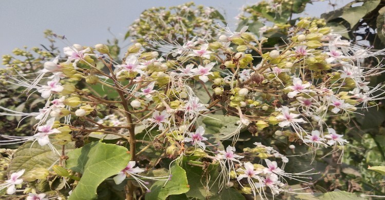 নড়াইলে মুগ্ধতা ছড়াচ্ছে সাদা ভাঁট ফুল