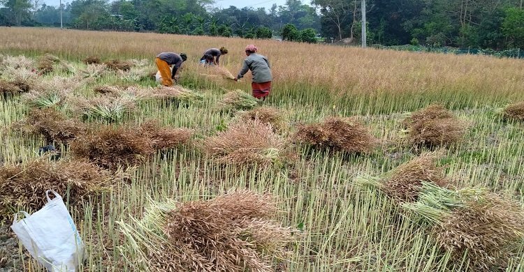 মিরসরাইয়ে সরিষা ঘরে তুলতে ব্যস্ত কৃষকরা, আবাদ বেড়েছে ৬২৫ হেক্টর