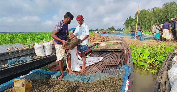 চলনবিলে অবাধে চলছে শামুক নিধন