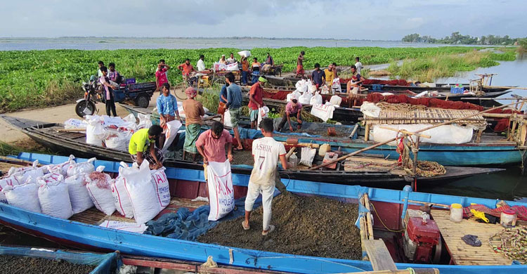 চলনবিলে অবাধে চলছে শামুক নিধন