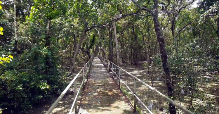 তিনমাস বন্ধ থাকার পর মধ্যরাতে খুলছে সুন্দরবন