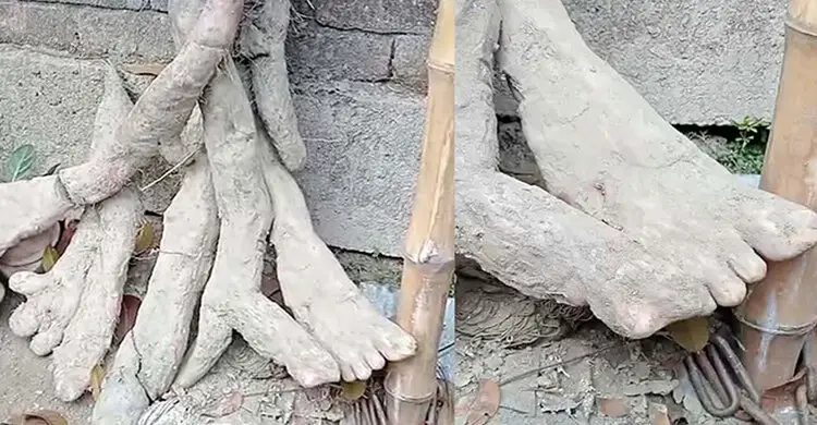 গাইবান্ধায় মানুষের হাত-পায়ের আকৃতির মেটে আলু, জনমনে কৌতূহল