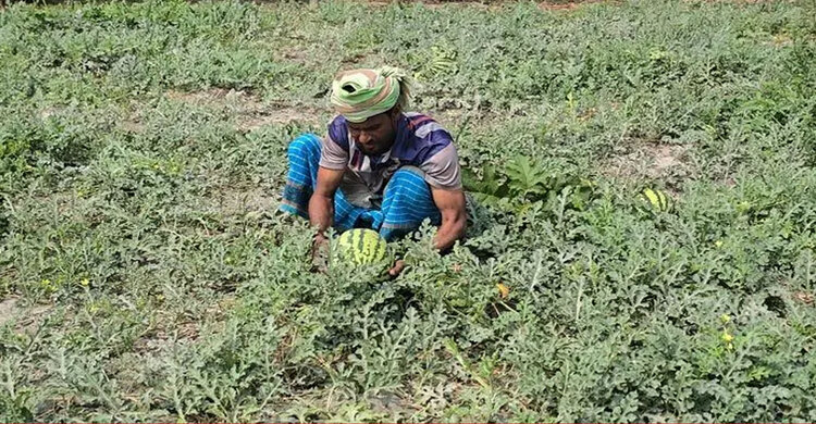 কলাপাড়ায় ২০০ কোটি টাকার তরমুজ বিক্রির আশা, মিষ্টি পানির সংকট