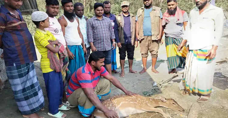 ভোলায় মেঘনার জোয়ারের পানিতে ভেসে এলো চিত্রা হরিণ