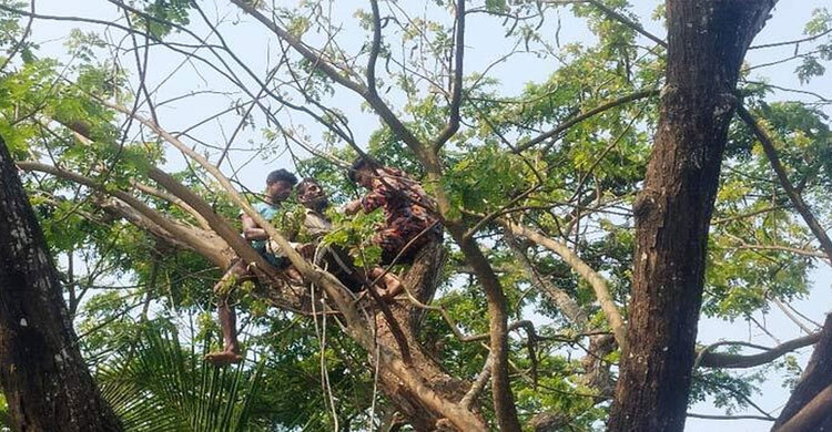 উঁচু গাছে ডাল কাটতে উঠে অজ্ঞান যুবক, উদ্ধার করলো ফায়ার সার্ভিস