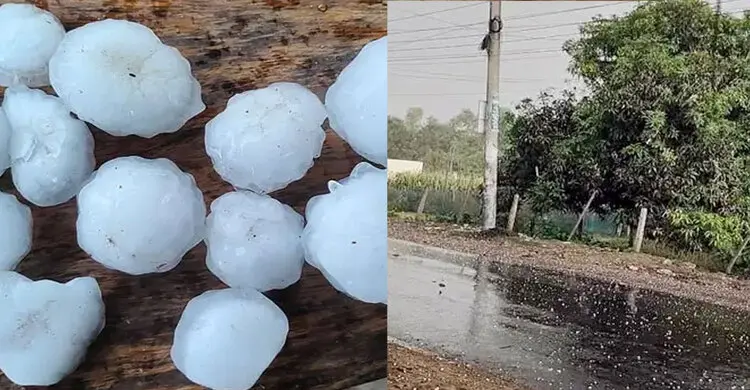 চাঁপাইনবাবগঞ্জে শিলাবৃষ্টিতে আমের ব্যাপক ক্ষতি