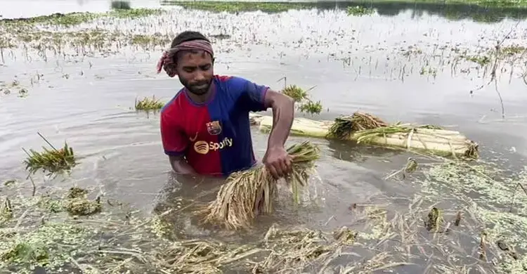 একদিকে ধান সংগ্রহের অভিযান, অন্যদিকে পানিতে ভাসছে কৃষকের স্বপ্ন