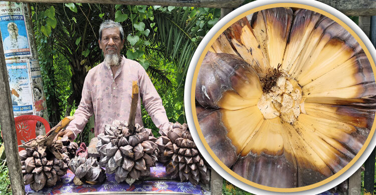 বাগেরহাটে বাণিজ্যিকভাবে বিক্রি হচ্ছে গোলপাতার ফল