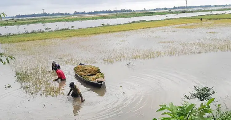 হবিগঞ্জে একদিনে ডুবলো ৬০০ হেক্টর জমির ধান, রয়েছে বন্যার শঙ্কা