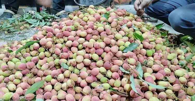 রাজশাহী বিশ্ববিদ্যালয়ে গাছের লিচু পেড়ে রুমে রুমে পৌঁছে দিলেন হল সংসদের নেতারা