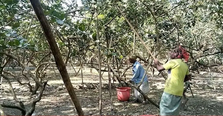 চাহিদায় বেড়েছে টাঙ্গাইলের লেবুর দাম