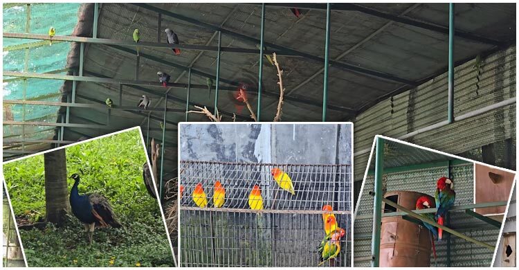 অযত্নে ভুগছে গাজীপুর সাফারি পার্ক, ধুঁকছে প্রাণী