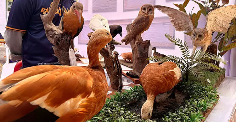 রাবিতে ডানা মেলেছে ‘মমি’ পাখিরা