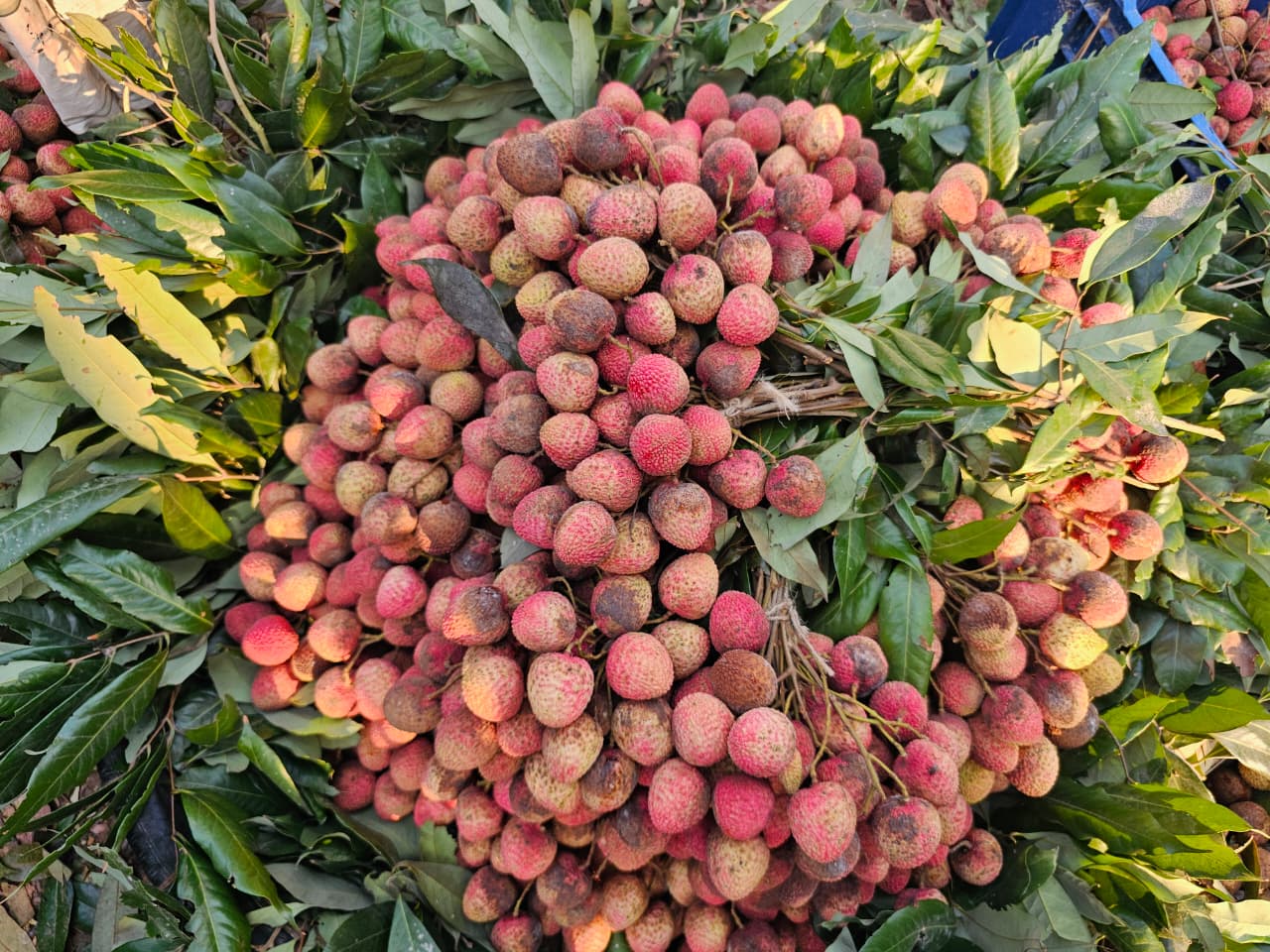 lichu