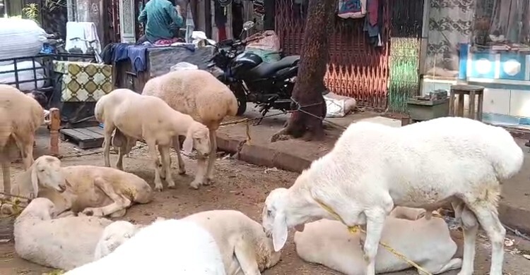 কলকাতায় দেড় লাখে বিক্রি হলো ভিন রাজ্যের দুম্বা