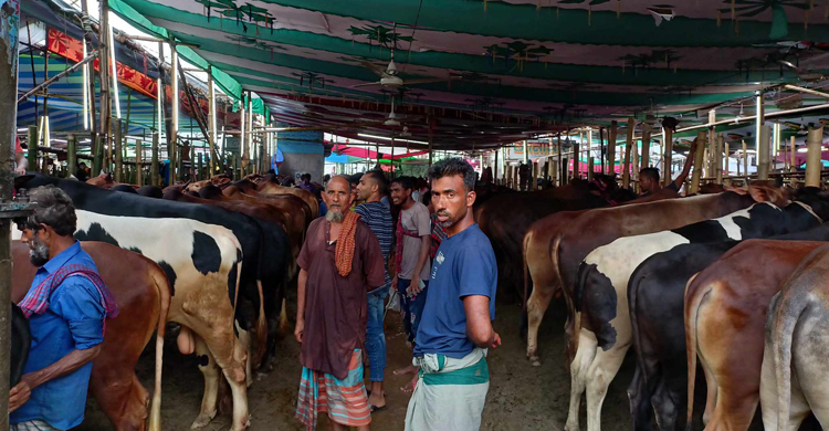 বৃষ্টিতে ‘পানির দর’ গরুর, লোকসানেও মিলছে না ক্রেতা