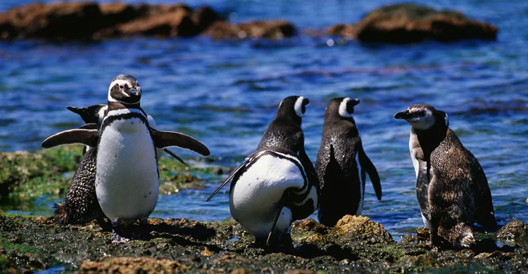 আটলান্টিকে অনাহারে মরছে পেঙ্গুইন, ভেসে এলো হাজার হাজার দেহ