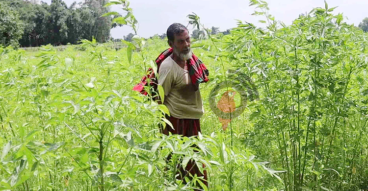 ‘বর্ষ পণ্য’ ঘোষণার বছরে পাটের মান-দামে অখুশি কৃষক