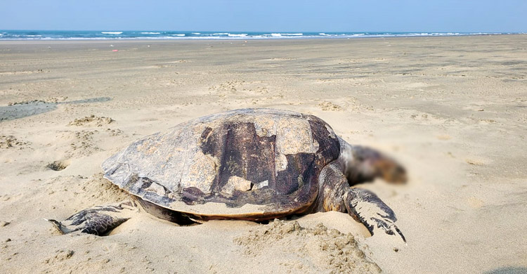 তিনদিনে কক্সবাজার সৈকতে ৭০ মা কাছিমের মৃত্যু