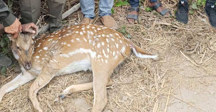 সীতাকুণ্ডে লোকালয়ে মা হরিণ, পরে উদ্ধার