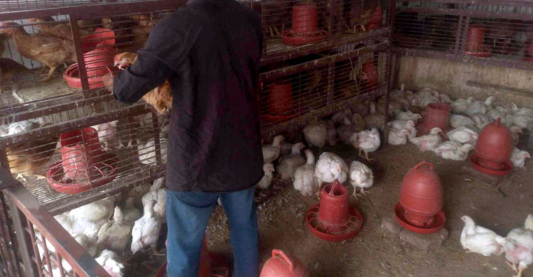 দুদিনের ব্যবধানে কমেছে মুরগি-লেবুসহ বেশকিছু পণ্যের দাম