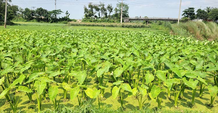 কচু-লতি চাষে স্বাবলম্বী আজিজুল ফকির