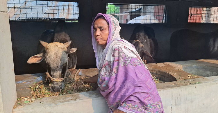 গরুর খামারে গ্রামের চিত্র বদলে দিয়েছেন লাকী