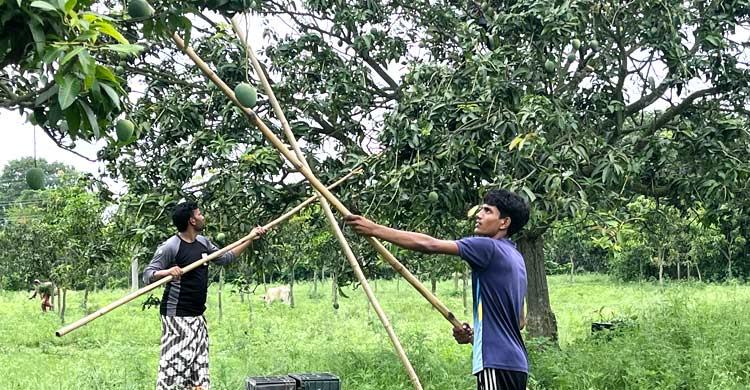 ইংল্যান্ডে যাচ্ছে চাঁপাইনবাবগঞ্জের খিরসাপাত আম