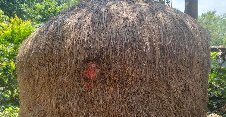 ঈদের আগে খড় ও ঘাসের চড়া দামে বিপাকে খামারিরা