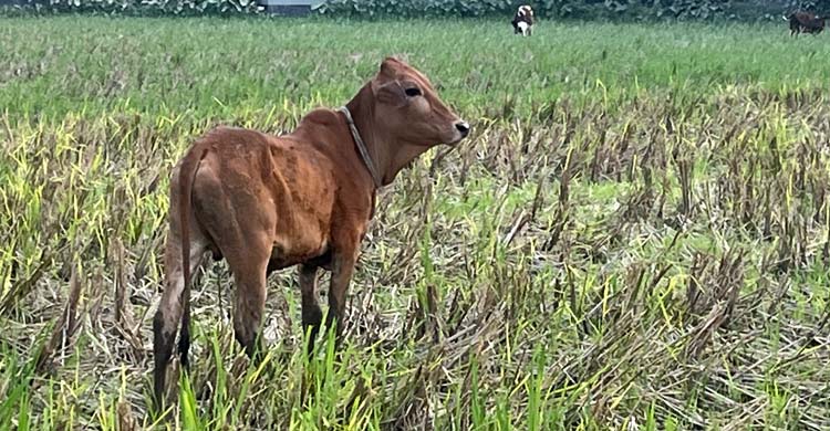 মাংস সুস্বাদু, তাই বাড়ি থেকেই বিক্রি হয়ে যাচ্ছে বরিন্দা গরু