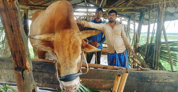 ২৫ মণের ‘রাজা’ বিক্রি হবে ১০ লাখে