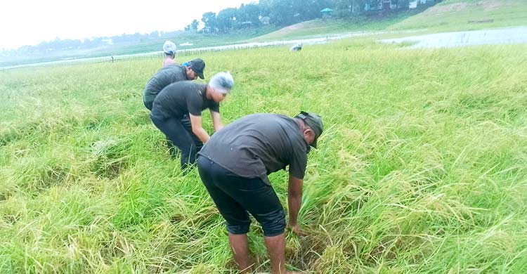 কৃষকের ধান কেটে বাড়ি পৌঁছে দিলেন আনসার সদস্যরা