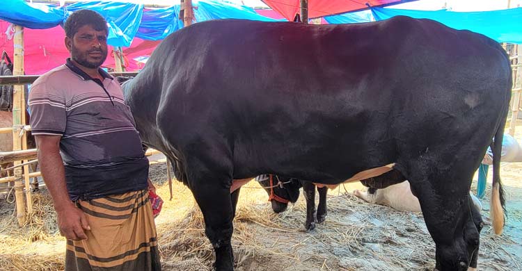 ঢাকেশ্বরী হাটের আকর্ষণ আব্দুল আলিমের তিন গরু, দাম হাঁকছেন ৩০ লাখ