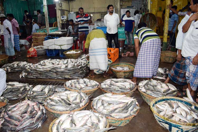 সিন্ডিকেটের কবলে ইলিশের বাজার, মূল্য নির্ধারণ চায় প্রশাসন