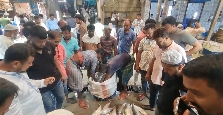 চাঁদপুর ঘাটে ক্রেতা থাকলেও ইলিশ নেই