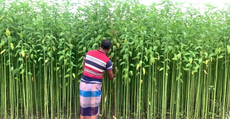ফরিদপুরে পাটের জাগ ও দাম নিয়ে শঙ্কিত চাষিরা