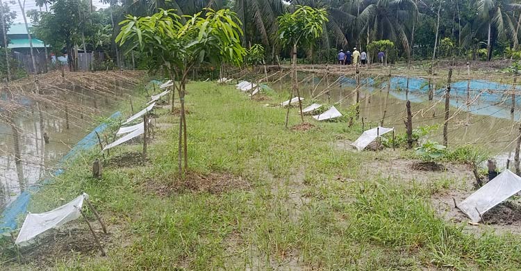 ভোলায় বর্ষাকালে তরমুজ চাষে লাভের স্বপ্ন