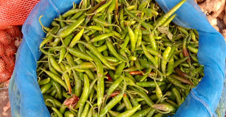 রাজশাহীতে সপ্তাহের ব্যবধানে কাঁচা মরিচের দাম তিনগুণ