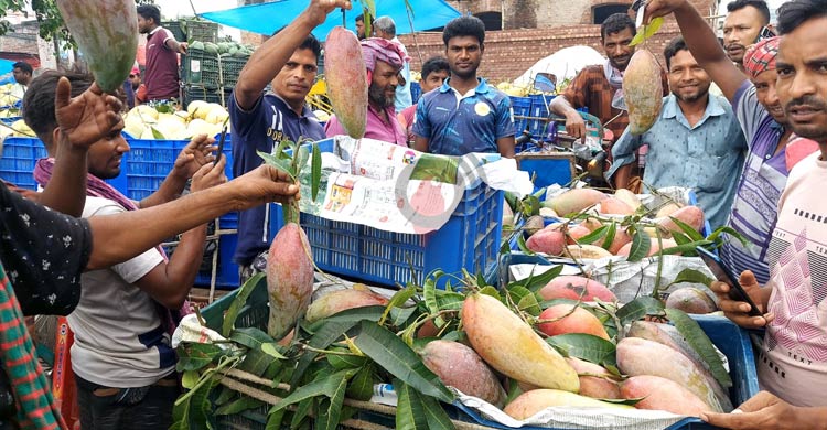 কানসাট বাজারে থাইল্যান্ডের ‘চিয়াংমাই’ আম, কেজি ১৭৫ টাকা