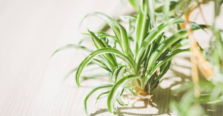 স্পাইডার প্ল্যান্টের সহজ যত্ন