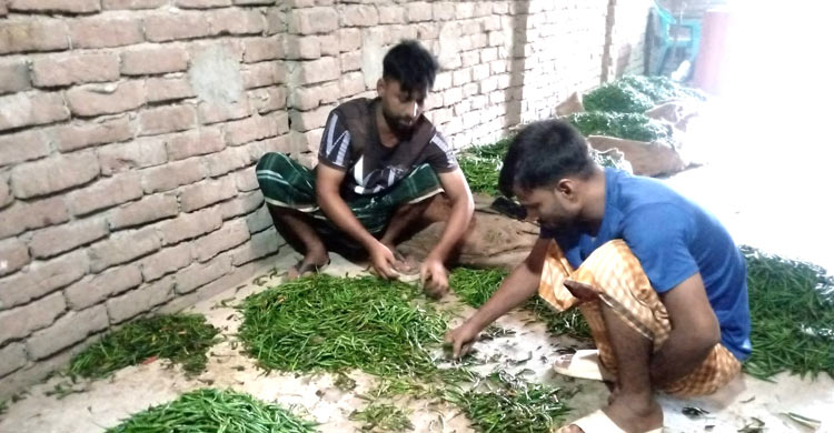 মধুখালী মরিচ বাজারে কাঁচামরিচের মণ ১১ হাজার টাকা