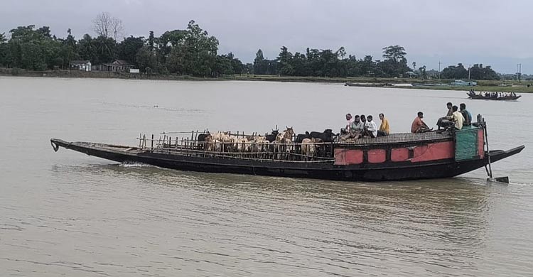 জেলা প্রশাসনের জিম্মায় নেওয়া ৯০ গরুর হদিস নেই