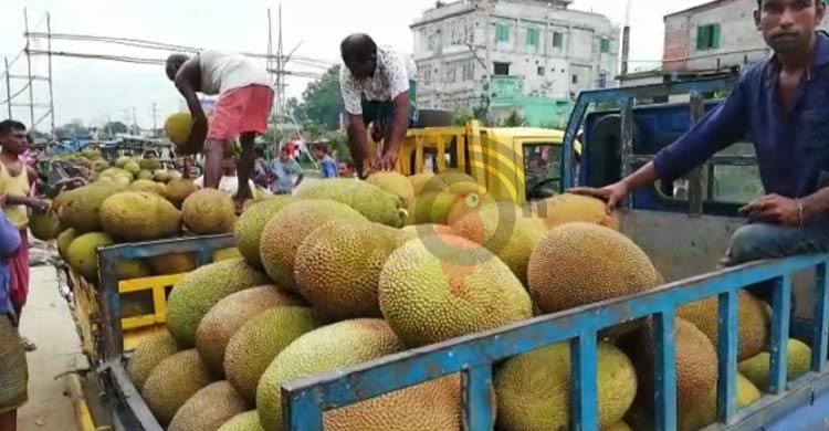 সংরক্ষণের অভাবে পচে নষ্ট লাখ লাখ টাকার কাঁঠাল