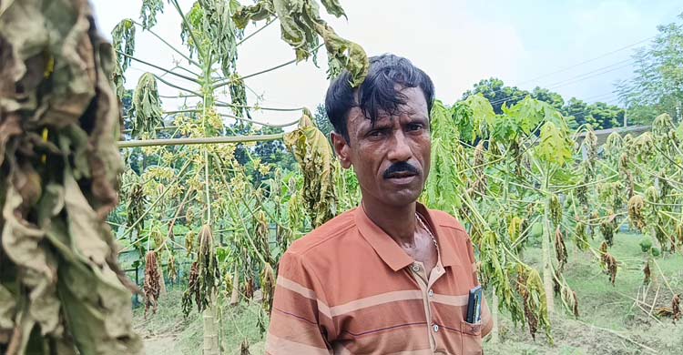 কৃষকের তিন বিঘা জমির পেঁপে গাছ নষ্ট করে দিলো দুর্বৃত্তরা