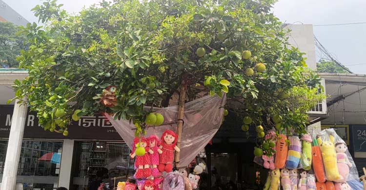 ইট-পাথরের নিউমার্কেটে ঝুলছে ডজন ডজন জাম্বুরা!