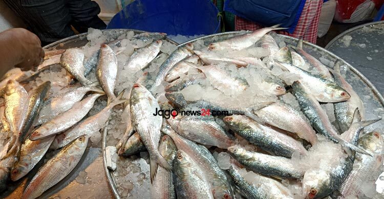 সরবরাহ কম, মৌসুমেও চড়া দাম ইলিশের