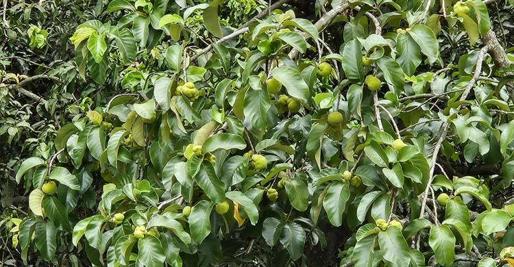 মিরসরাইয়ে কমে যাচ্ছে ডেউয়া ফল
